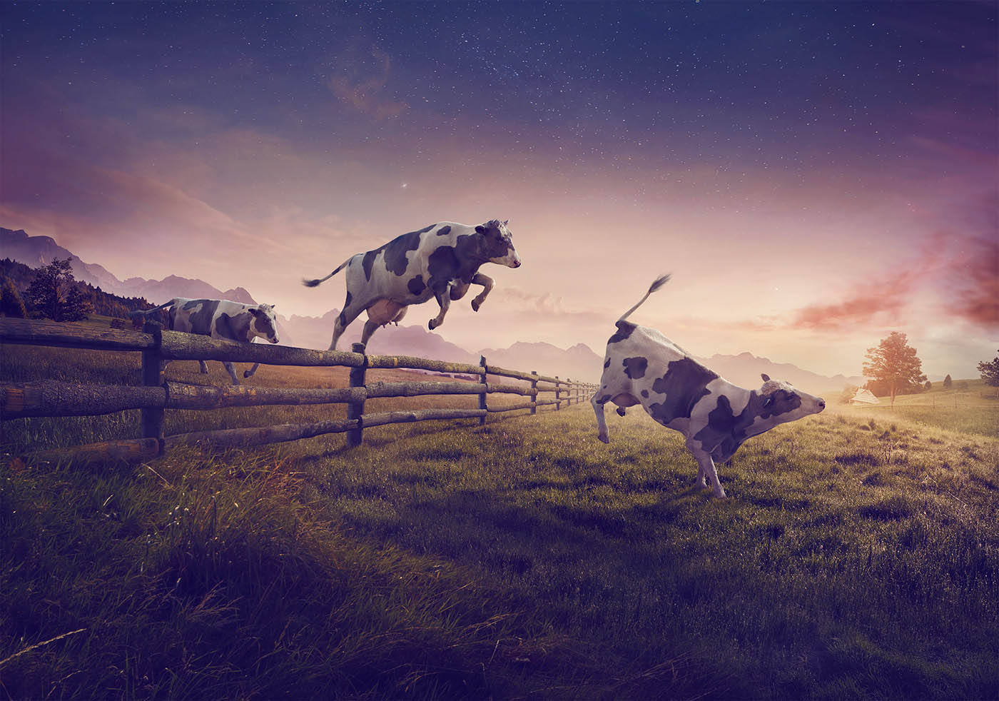 Jumping Cows