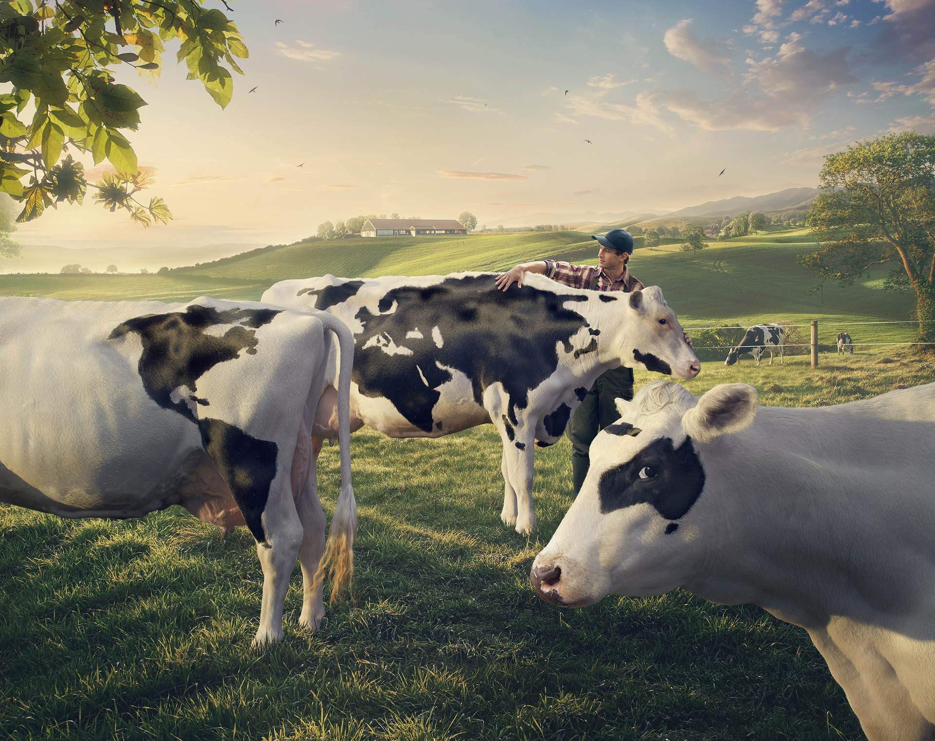 Cows World